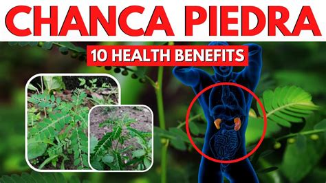 10 Benepisyo Ng Sampa sampalukan o Chanca Piedra I Sampa .